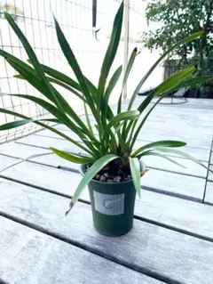 2026年最新】キンリョウヘンの人気アイテム - メルカリ