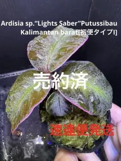 希少！Ardisia sp.アルディシア スネークスキン 葉挿し増殖株 ラビシア