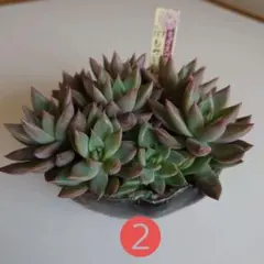 **きゅるっとかる**様 リクエスト 2点 まとめ商品