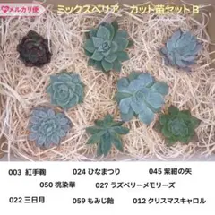 【メルカリ便発送】①大株ミックスベリア6種セット　札なし　おらいさん苗 ミックスベリア 人気種6苗セット 多肉植物 おらいさん苗 - メルカリ
