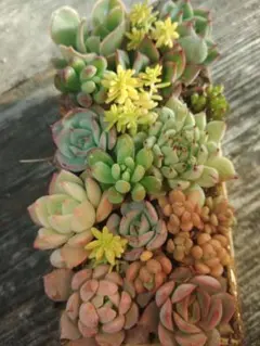 多肉植物　多肉植物寄せ植え　エケベリア　セダム