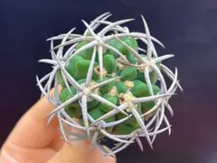 M-1986 多肉植物サボテン ギムノカリキユウムフエロシオ-ル美棘のサムネイル