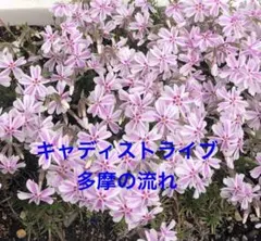 CST※様 リクエスト 2点 まとめ商品