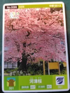 ロゲットカード　河津桜