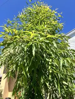 香りの良いレモンユーカリの葉っぱ