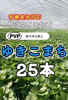 サツマイモ切苗 ゆきこまち 25本 - メルカリ
