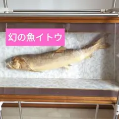 2025年最新】魚剥製の人気アイテム - メルカリ
