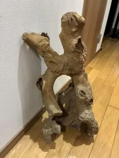 最終価格❗️天然樹　木根瘤