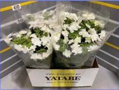 ☆クレマチス☆墨絵☆6号鉢☆希少☆再入荷 ☆クレマチス☆墨絵☆6号鉢☆希少☆再入荷 - メルカリ