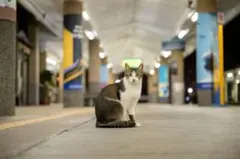 こっち見てる猫 ポストカード