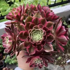 多肉植物。霁月法師錦抜き苗25頭 - メルカリ