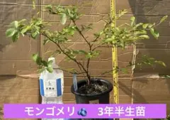 ブルーベリー苗 3.5号ポット4本セット - メルカリ