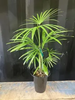 No.25 シュロチク 棕櫚竹 H140 2025年最新】観葉植物 棕櫚竹