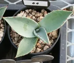 81 アガベ パリー トランカータ 実生【選抜 地植え 耐寒性 ドライ