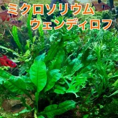 ぼたもち様 リクエスト 2点 まとめ商品