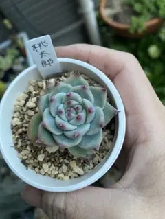 多肉植物 桃太郎 葉挿し 抜き苗 - メルカリ