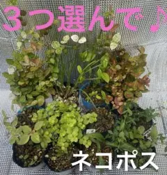 お好きなもの２つ♪のサムネイル