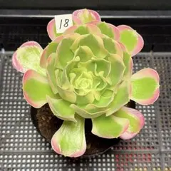 58#観葉植物 アエオニウム錦❤️ 海仙❤️1大頭 17cm拨き苗 - メルカリ