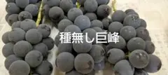 konoha様専用】藤稔の粒 箱込1kg弱 - メルカリ