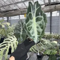 2 알로카시아 베놈 (베놈) 2인치 폴리포트 네코포스 배송