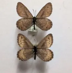 【貴重標本】タカネヒカゲ♂♀標本★白馬岳長野県★40/39mm 規制以前採集品 貴重標本】タカネヒカゲ♂♀標本☆白馬岳長野県☆40/39mm 規制以前採集