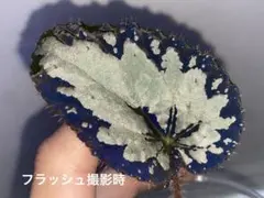 希少 Begonia rockii 原種 ベゴニア ロッキー - メルカリ