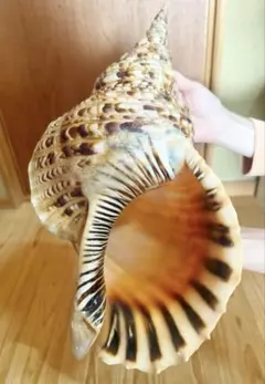 特価にて❣️大型修験道 法螺貝38.5㎝ 山伏 密教 熊よけ❣️ホラガイ