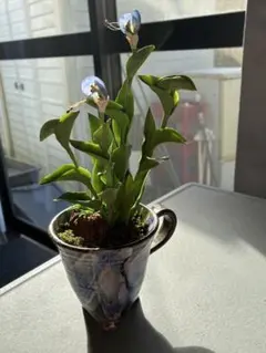 クレイフラワー　露草の鉢植