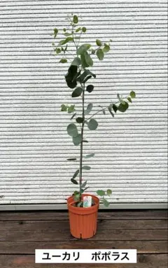 まん丸葉が可愛い❤️ ユーカリ ポポラス 鉢植えF 苗 苗木 シンボル