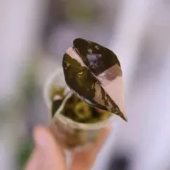 アロカシアシャントリエリピンクコーム(芋)2番 - メルカリ