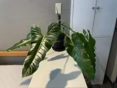 希少種◾️フィロデンドロン・デフレクサムPhilodendron deflexum 