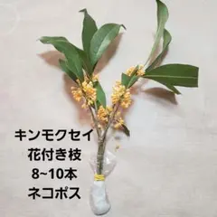 期間限定 金木犀 キンモクセイ 花付き枝 生花 お部屋の香りに