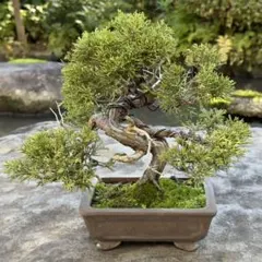 2025年最新】糸魚川真柏の人気アイテム - メルカリ