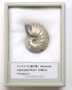 SCIENCE 化石標本Ammoniteのサムネイル