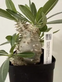 パキポディウム ホロンベンセ 塊根植物 実生 グラキリス 良型 まる 丸