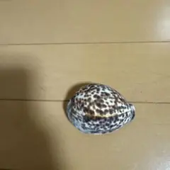 ホシダカラ