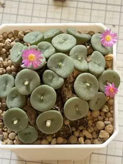 2025年最新】コノフィツムの人気アイテム - メルカリ