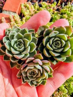 2025年最新】札落ち韓国苗の人気アイテム - メルカリ