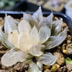 ☆☆OM実生 スプレンデンス 糊斑＊ハオルチア＊錦☆☆ Amazon｜ハオルチア 多肉植物 水晶オブツーサ錦 実生糊斑｜観葉