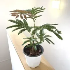 mᵕ̈様 リクエスト 2点 まとめ商品