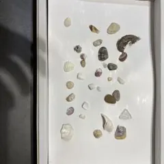 天然貝殻セット ハンドメイド素材