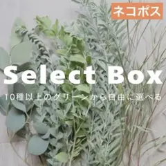 ドライフラワー用　ユーカリ　フレッシュ　ポポラス♡リース　スワッグ　ガーランド