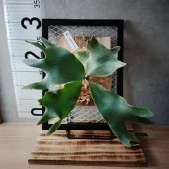P.Willinckii Dwarf Photharam Sporeling - メルカリ