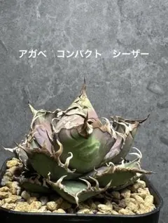 2026年最新】アガベ シーザー 子株の人気アイテム - メルカリ