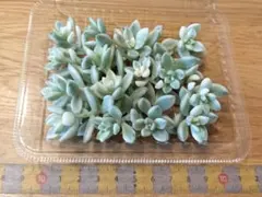 現品◎姫秀麗錦　カット苗　15カット　メルカリ便　匿名配送
