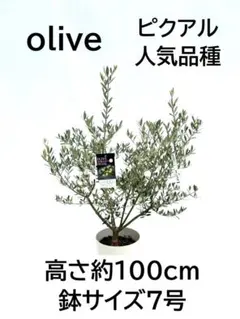 オリーブの木 モライオロ 7号 約130cm K-380 現品掲載 - メルカリ