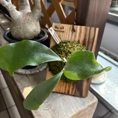 ビカクシダ　メラメラ②のサムネイル