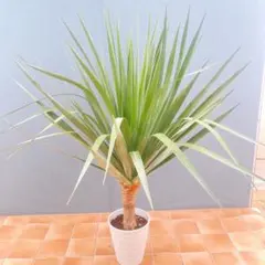 aloifolia 