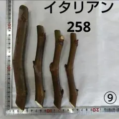 ⑧◇イチヂク穂木2本◇種類…レディブラック⑧【親木の写真あります