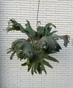 2026年最新】ビカクシダ ヒリーの人気アイテム - メルカリ